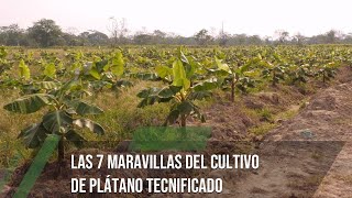 Las 7 maravillas del cultivo de plátano tecnificado  TvAgro por Juan Gonzalo Angel Restrepo