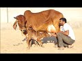 100% pure gir cow 1st lactation female calf 9983954391