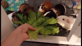 Daily Guinea Pig Routine | October 2018