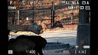 Nikkor Z 100 400Mm Af Test