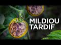 Mildiou TARDIF La Maladie La PLUS DANGEREUSE Des Tomates Et Pommes De Terre 