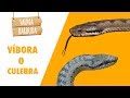 ¿VÍBORA O CULEBRA? Cómo diferenciar estas serpientes | FAUNA BARBUDA 07