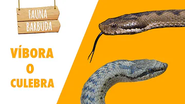 ¿Cuál es la diferencia entre una serpiente y una culebra?