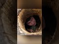 🌲 Pria yang membangun rumahnya di dalam pohon raksasa #viralvideo#shortsfeed