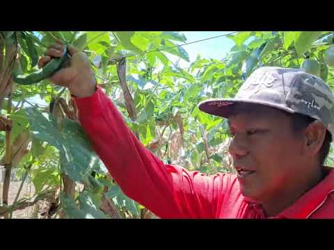 We harvest Okra, Cucumber, bottle gourd and Passion fruits