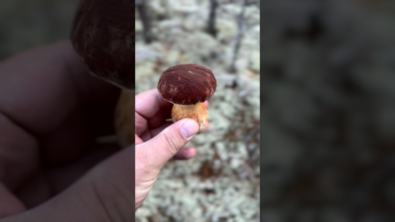 3 октября - Всемирный День Грибника 🍄‍🟫