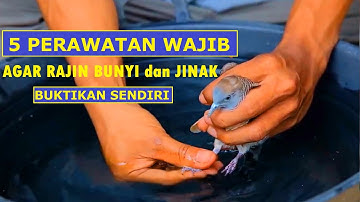 5 Perawatan Wajib Perkutut Agar Rajin Bunyi dan Jinak
