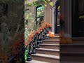 Halloween West Village - October 21st 2025 - Elegant stoop