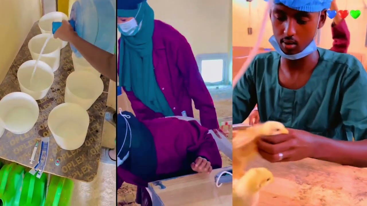 Mashruuc digaag gulestay  sidaa ku samesan kartaa