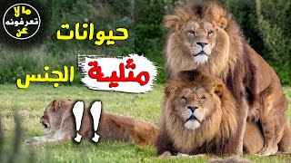 هل يوجد حقًا حيوانات مـثـلـيّـة في الطبيعة ؟ .. ما لا تعرفونه عن