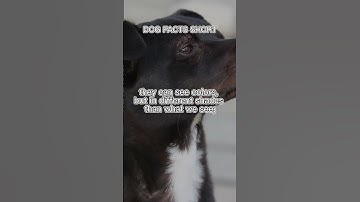 Thumbnail of "Our Dogs' Color Vision: A Surprising Capability for Our Beautiful Puppies"