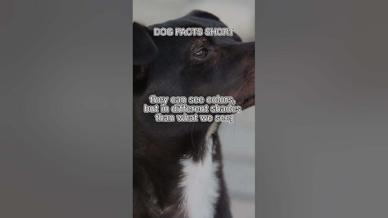 "Our Dogs' Color Vision: A Surprising Capability for Our Beautiful Puppies" "Our Dogs' Color Vision: A Surprising Capability for Our Beautiful Puppies"