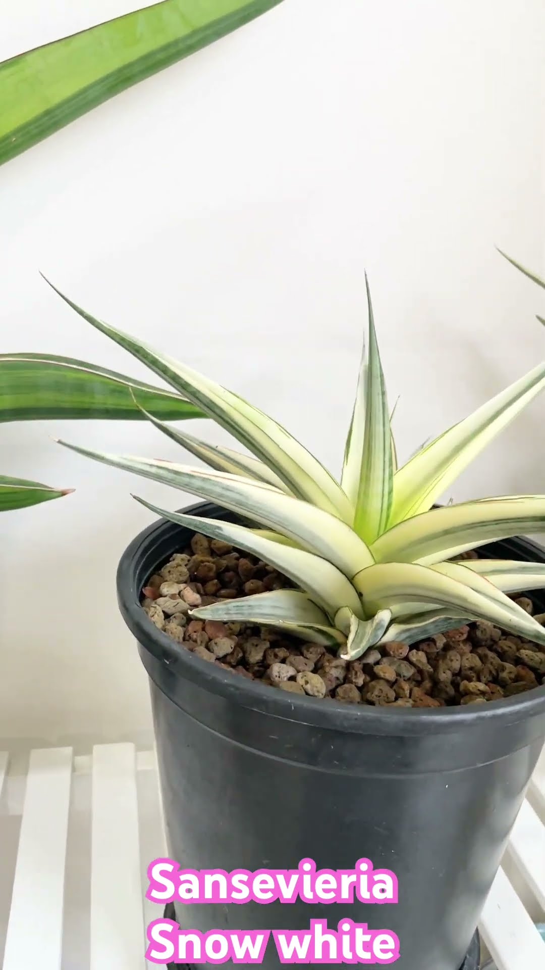 △*様 サンスベリア スノーホワイト Sansevieria Snow Whit Sansevieria snow white – Succulentasia