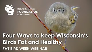 Four ways to keep Wisconsin's birds fat and healthy | Fat Bird Week webinar