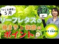 リーフレタスの育て方を徹底解説！種まき・栽培のポイント【つくる通信５月のタネ】