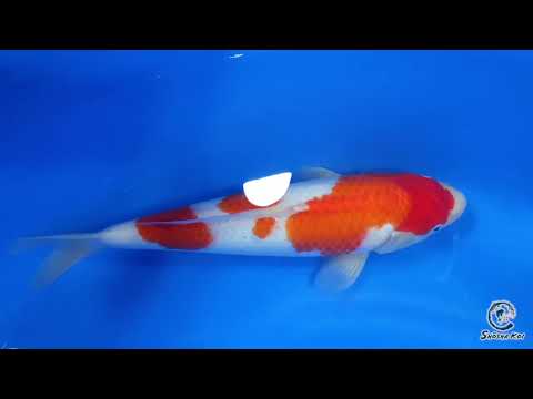 Kohaku - SK-836
