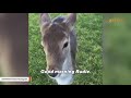 Woman adopts three-legged deer who wouldn't have survived in the wild (Story of Rudie)