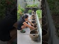 #三角梅 #養花小知識 #養花小技巧 #養花 #愛生活愛養花