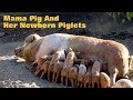 Mama Pig and her newborn piglets
