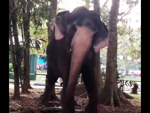 #Tusker#kanday#perahara#srilanka  Elephant in Rankadu Pathtini Dewalaya