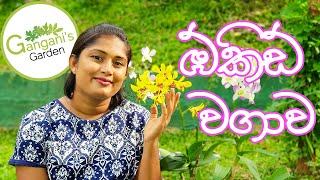 පියවරෙන් පියවර ඕකිඩ් වගාව - How To Grow Orchid Sinhala