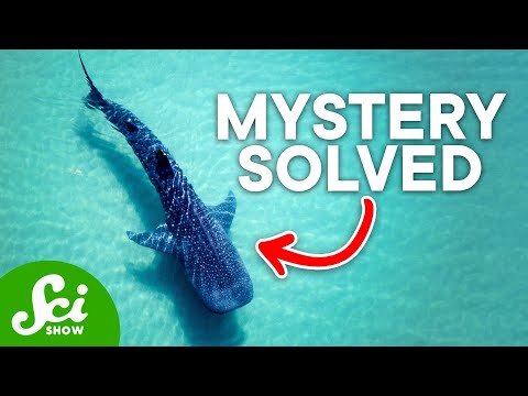 SciShow