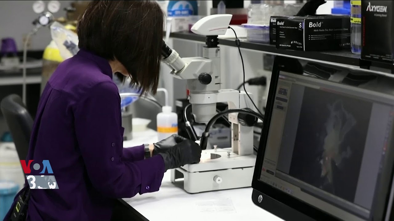 camera iphone 8 plus apk الهام از غدد ابریشمی عنکبوت برای ساخت جلیقه ضد گلوله؛ گزارش رزیتا ایراندوست