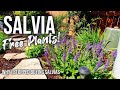 Salvia Nemorosa Self Seeding: Free Plants! How to Get New Salvias from Seed