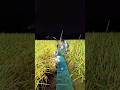 Fishing Teta #nightfishing #fish #shorts