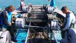 Ставим сети на водоросли суши хуюши Ставим сети на водоросли суши хуюши