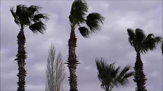 Palm Trees Breeze and Ocean Waves ( 1 Hour Loop)