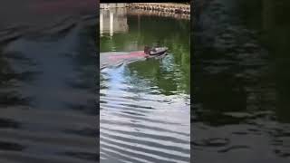 Incredible Smart Fishing Bait Boat! You MUST See This! 🎣 #kidstoys #toys