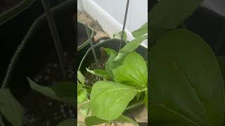Bean Plant | #Shorts | Cool Places