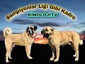 ŞAMPİYONLAR LİGİ GİBİ KADRO ÇAYKOSKİ,AZGIN ZIMBA,AKDAĞLI DUMAN OĞLU VURGUN OĞLU