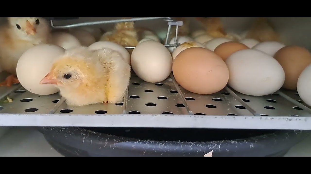 Chocadeira Eclo tirando os pintinhos 