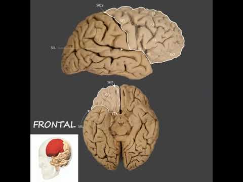 ANATOMIE DU CERVEAU - 2è Partie : Cortex cérébral - III - Lobes Frontal et Pariétal