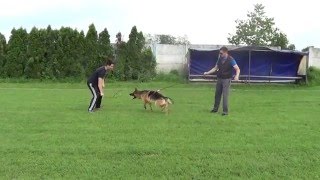 Parga Noster Amicus-1 Year Old-Bite Work Training