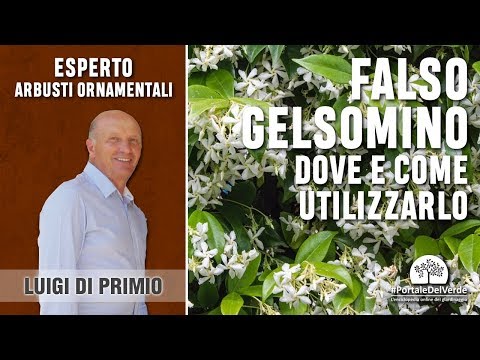 Video: Murraya Orange Jasmine - Coltivare piante di gelsomino arancione in giardino