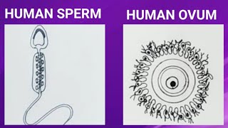How to draw Human sperm and Human Ovum/Easy way to draw Human sperm and Ovum