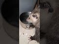 Possums...loudest drinkers ever!