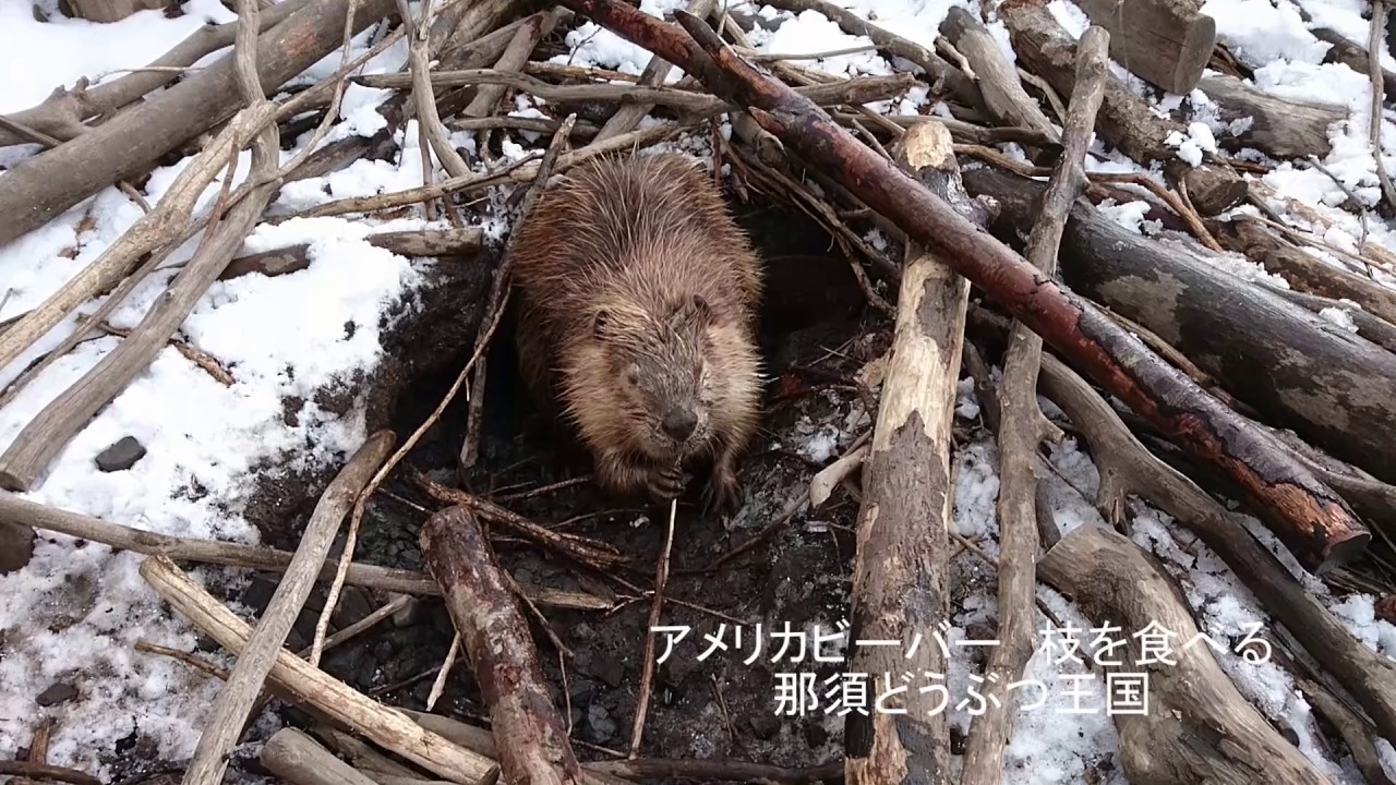 謎の建設現場 那須どうぶつ王国 Official Blog