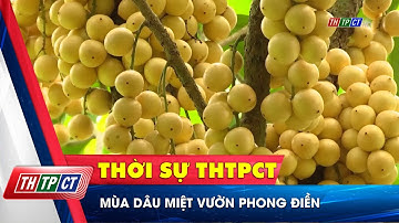 Mùa dâu miệt vườn Phong Điền | Cần Thơ TV