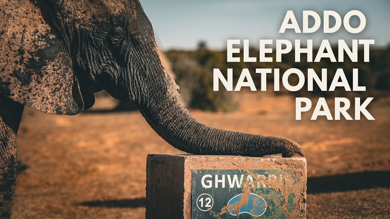 Heat, Dust & Endless Elephants | Addo Elephant National Park Safari | Ep. 5