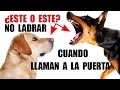 Como Evitar que tu Perro LADRE cuando Llaman a la Puerta (INFALIBLE)