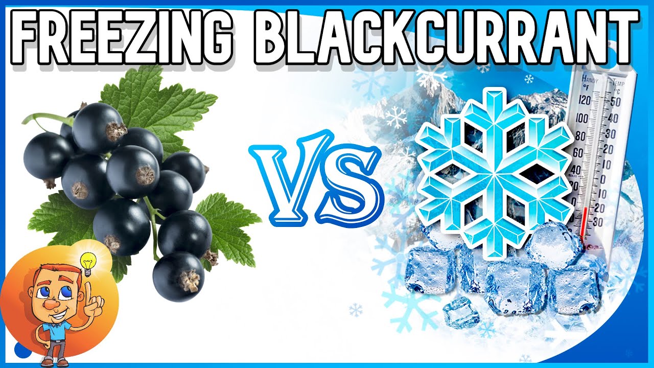 Заморозка Черной Смородины - Можно ли замораживать черную смородину, а затем ее использовать?