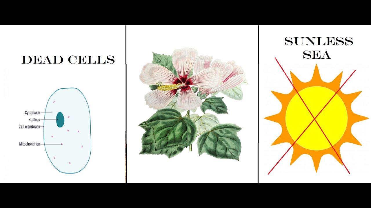 Hibiscus Live at 5! • [Sunless Sea | Dead Cells] • 3/17/23