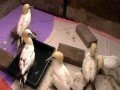 Gannet feeding time at vale wildlife hospital