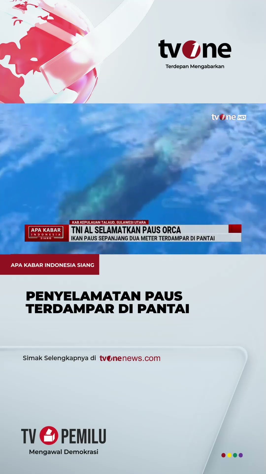 TNI AL Selamatkan Paus Orca | tvOne