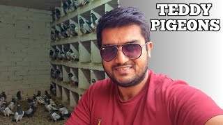 10 Number Teddy Kabootar | Ch Sakhi Muhammad Bhatti Pigeons