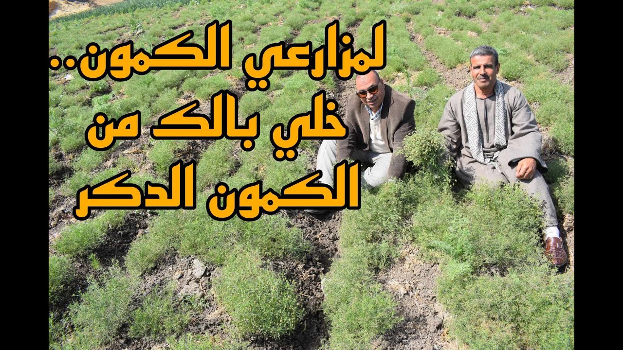 زراعة الكمون.. احذروا من الكمون الدكر